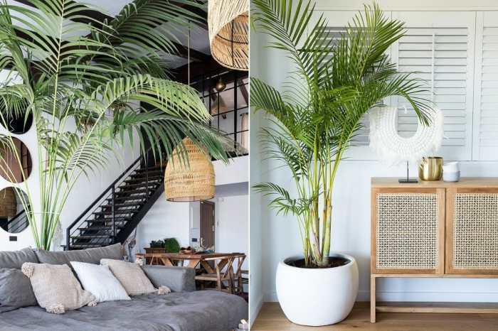 How to decorate my living room with plants