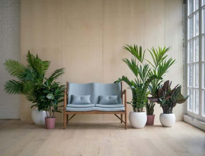 How to decorate my living room with plants